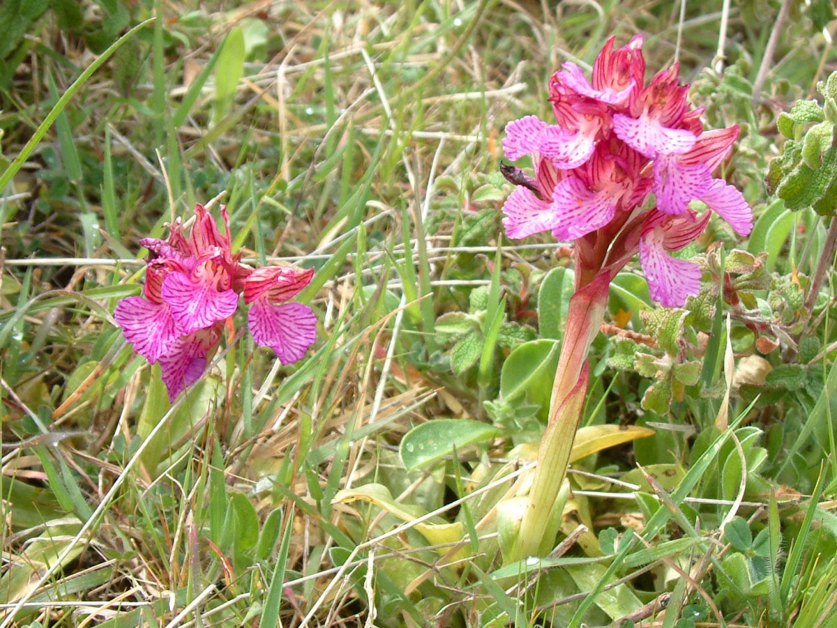 Orchidee di Marzo - Dalla Grecia con passione
